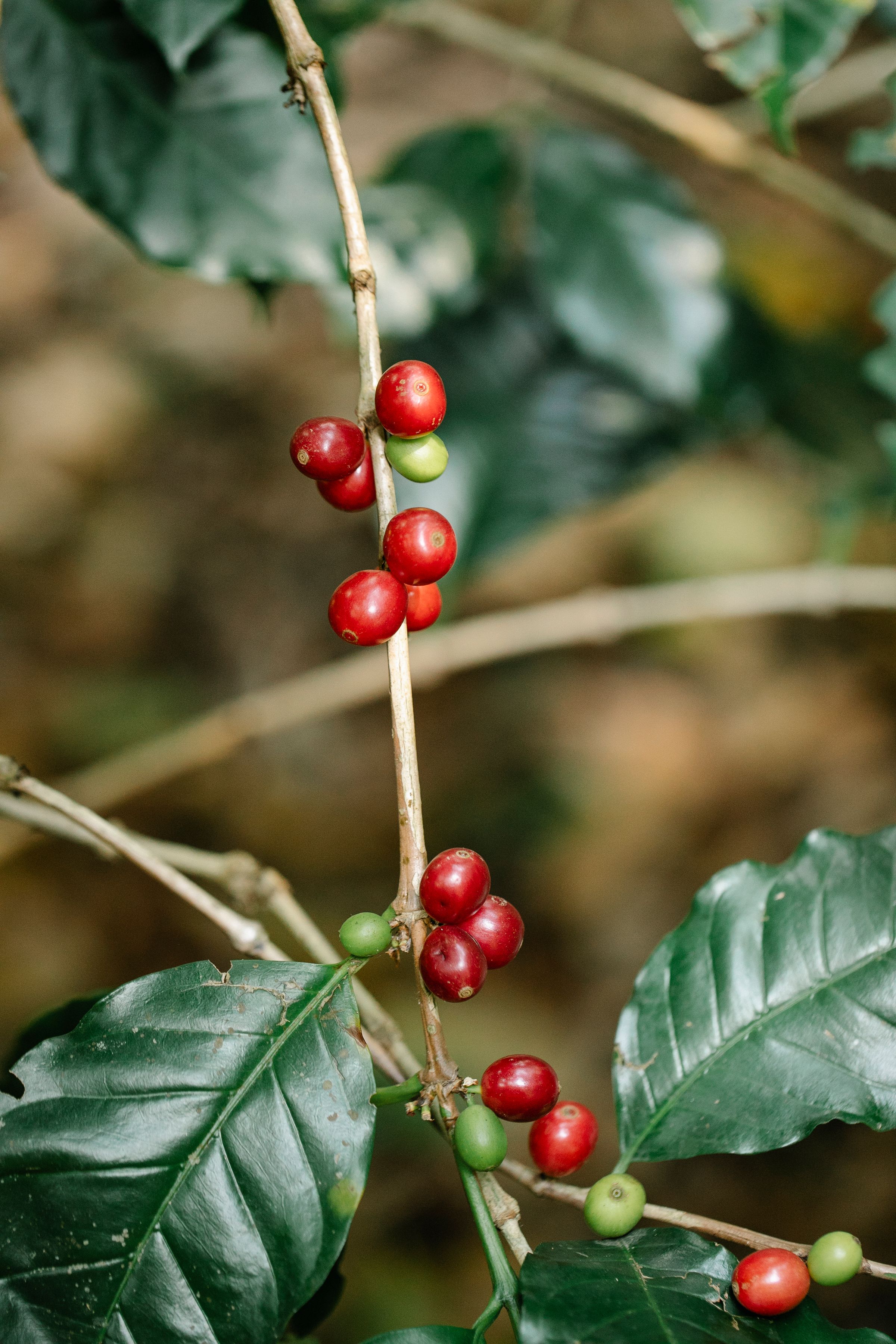 Coffee cherries ripening on the branch, red and green fruit against dark leaves