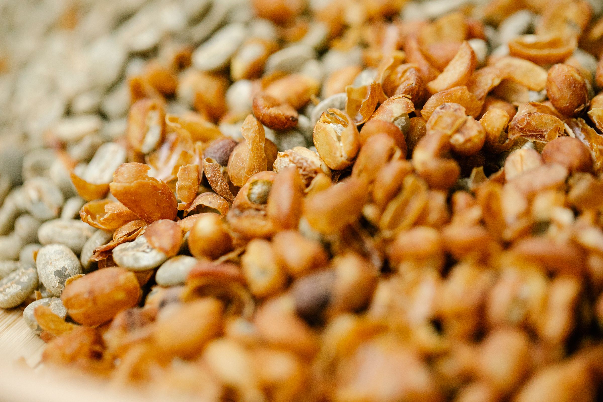 Coffee spread out to dry in the sun, husks gone golden brown