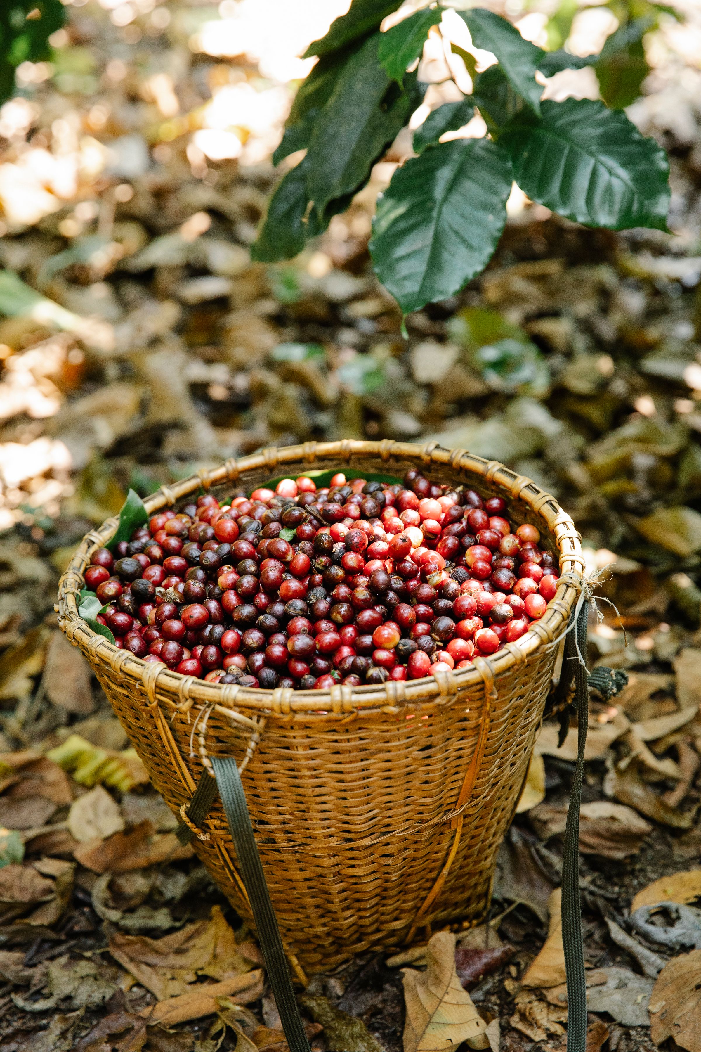 A woven basket filled with ripe red and dark coffee cherries, standing on the forest floor of a coffee farm