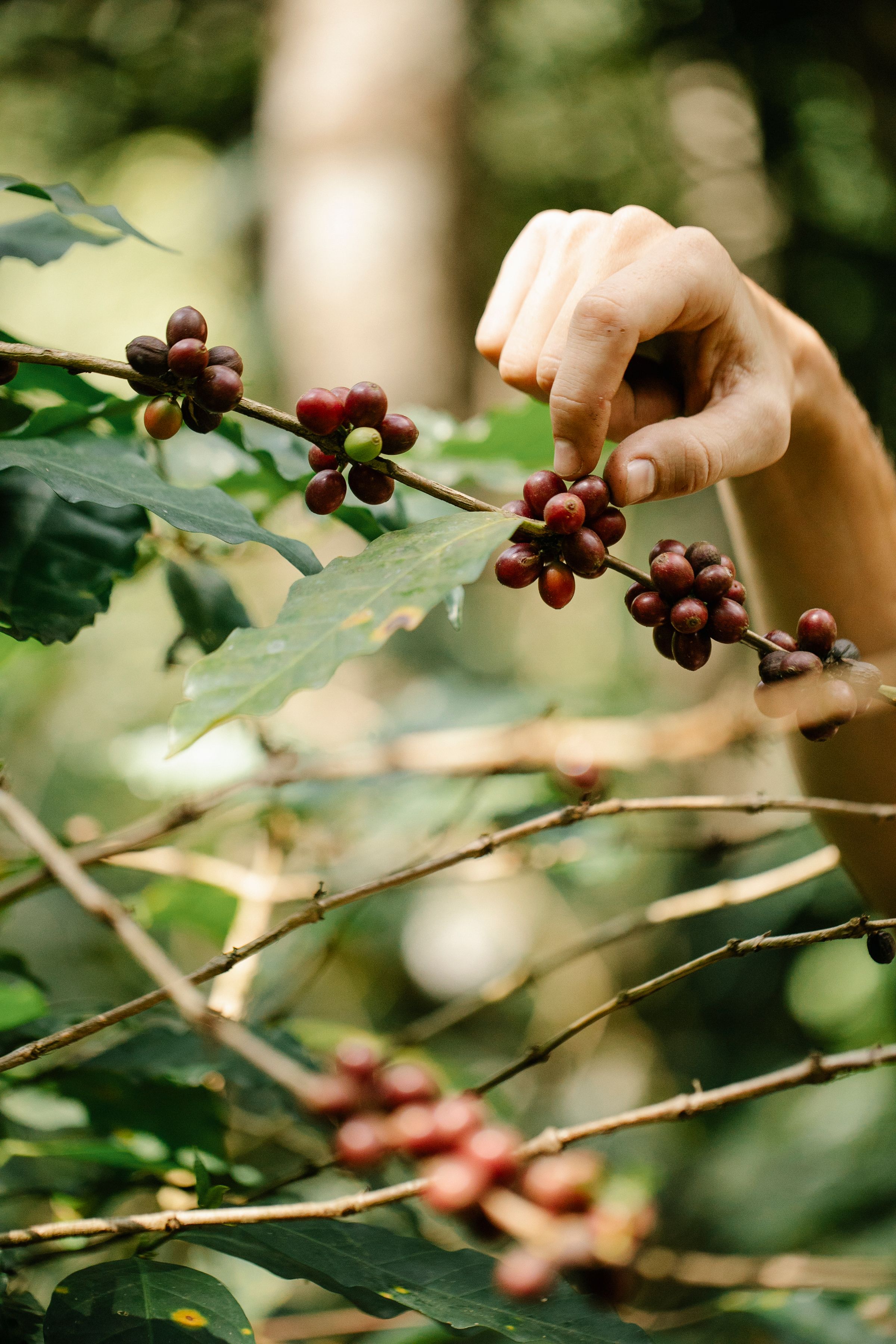A picker's hands taking ripe cherries from the branch one at a time
