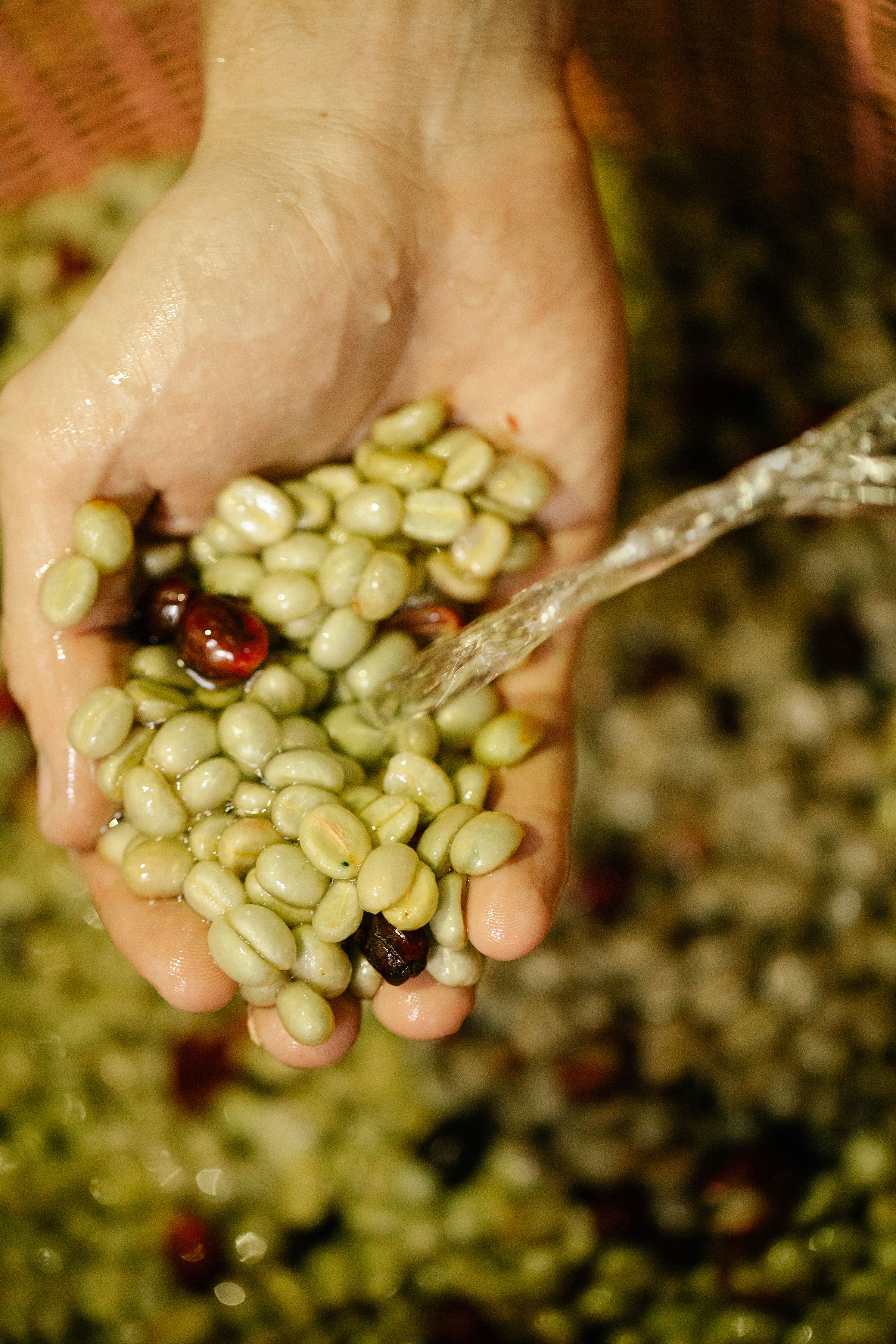 Wet pale green coffee seeds in cupped hands under running water, the fruit already stripped away