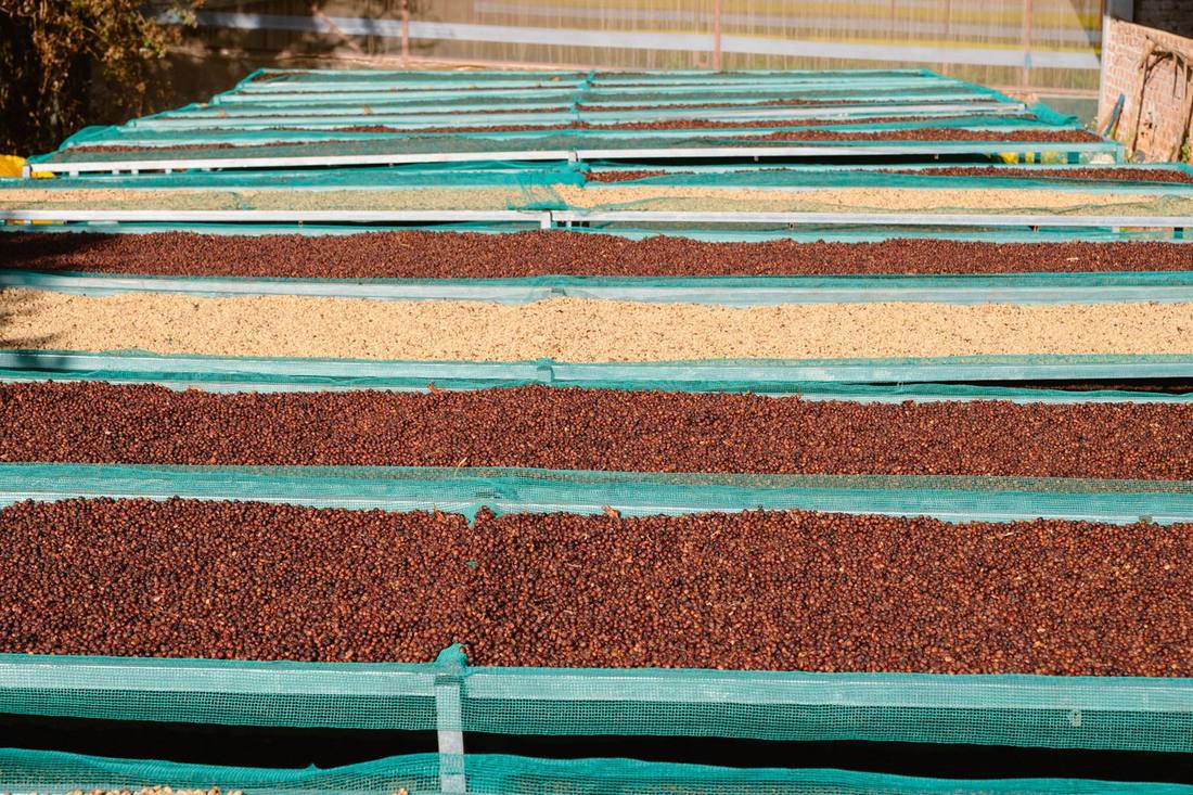 Whole coffee cherry drying